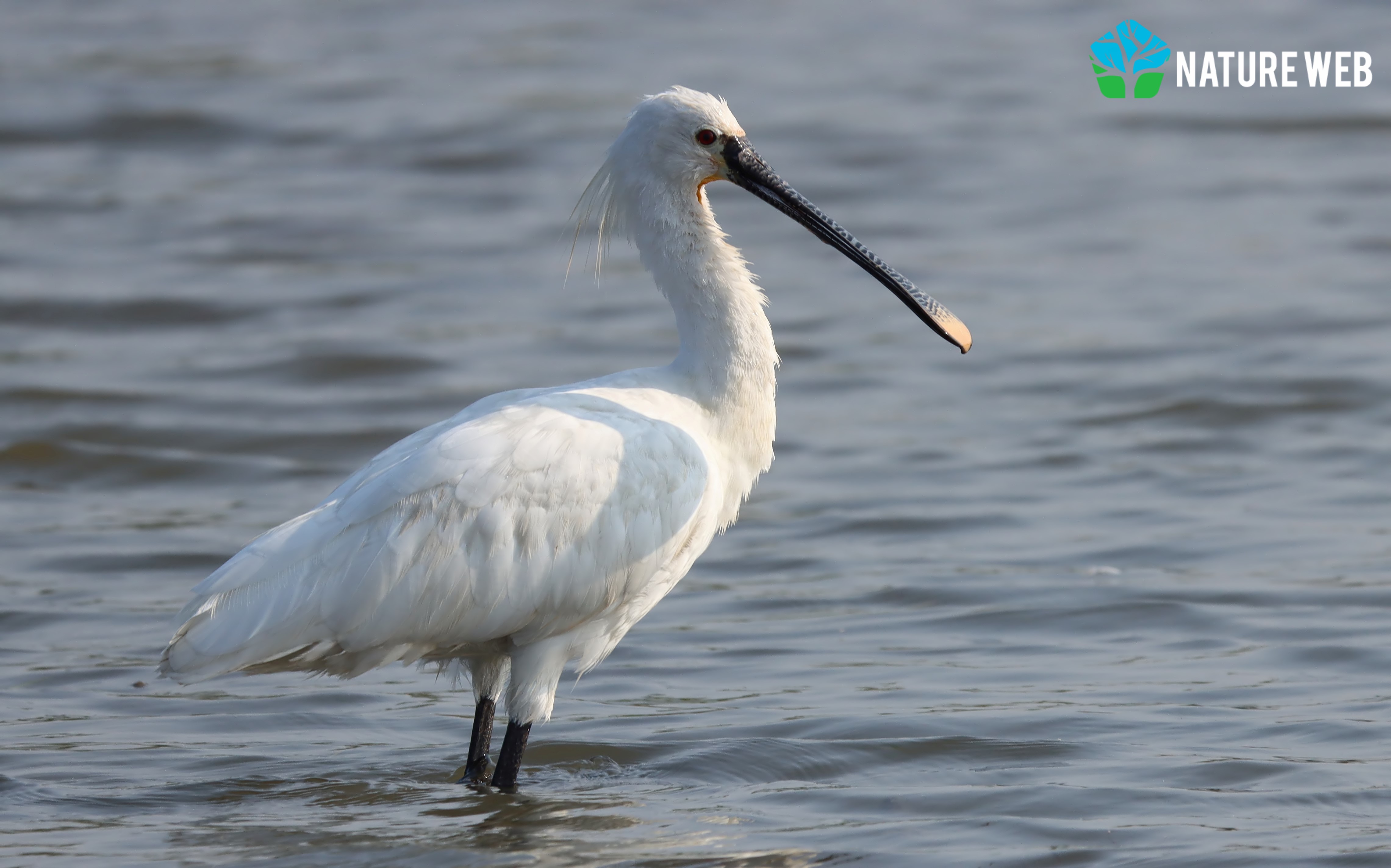 Eurasian Spoonbill